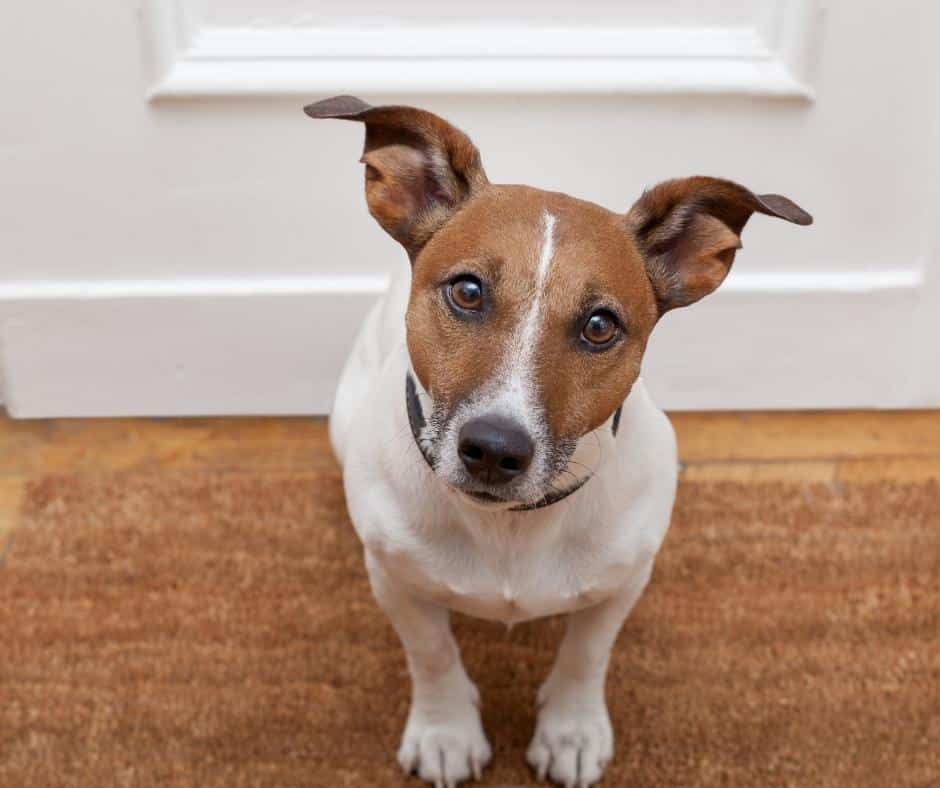 Cuidar mascotas en Londres