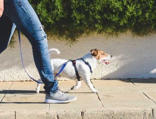 Trabajos para pasear perros