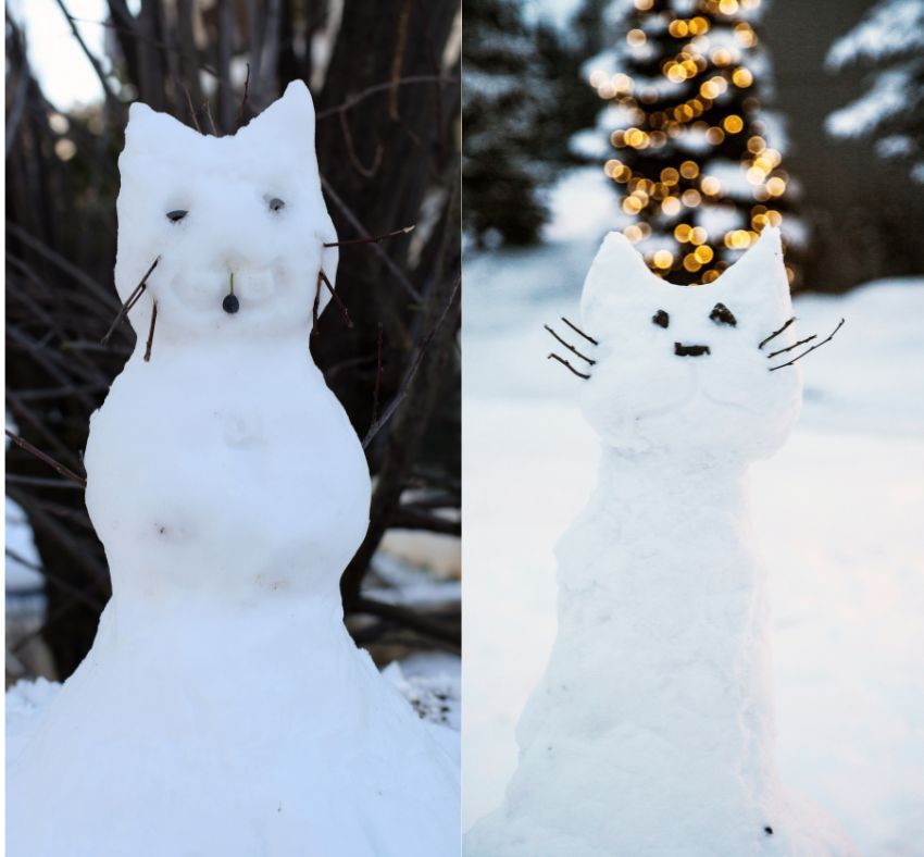 Gatos de nieve
