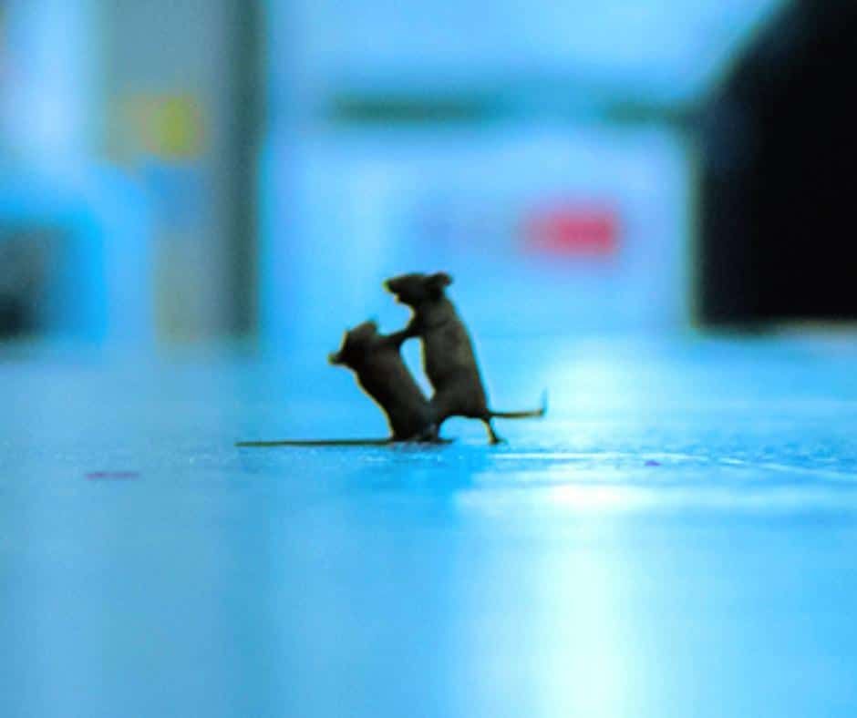 Captura impresionante de dos ratones peleando en la plataforma del metro de Londres, ganadora del Wildlife Photographer of the Year People’s Choice Award