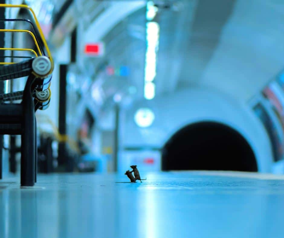 La historia detrás de la increíble toma de dos ratones peleando en una plataforma del metro de Londres, capturada por Sam Rowley – Foto