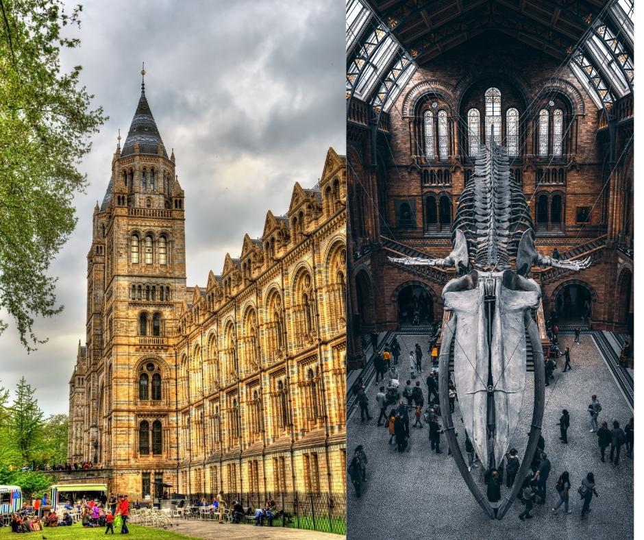 Museo de Historia Natural de Londres – Estoy en Londres